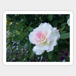 Perfect White Pink Rose, photography by Immortal Peaches Sticker